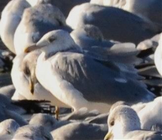 American Herring Gull - ML647758373