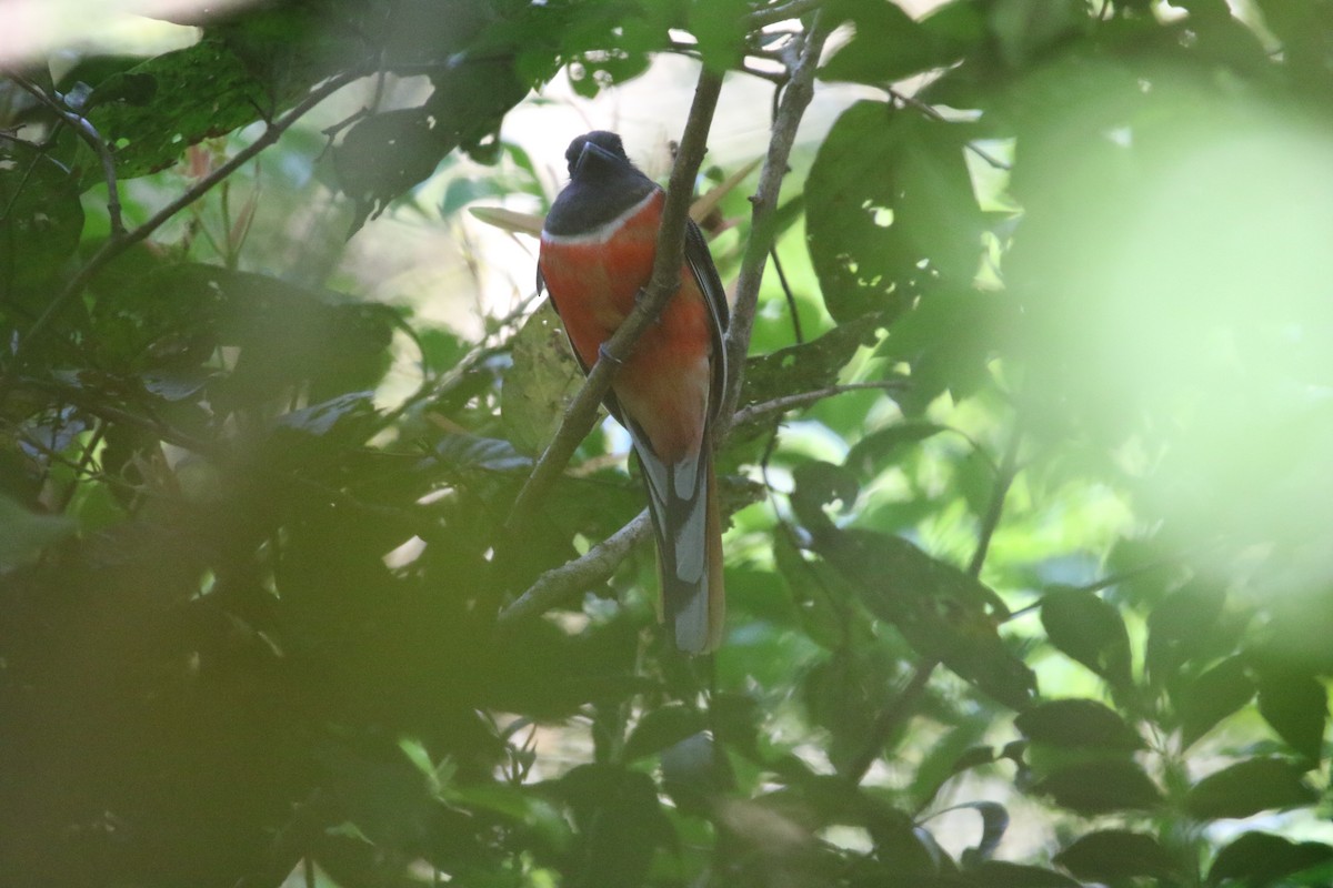 Malabar Trogon - ML647758425