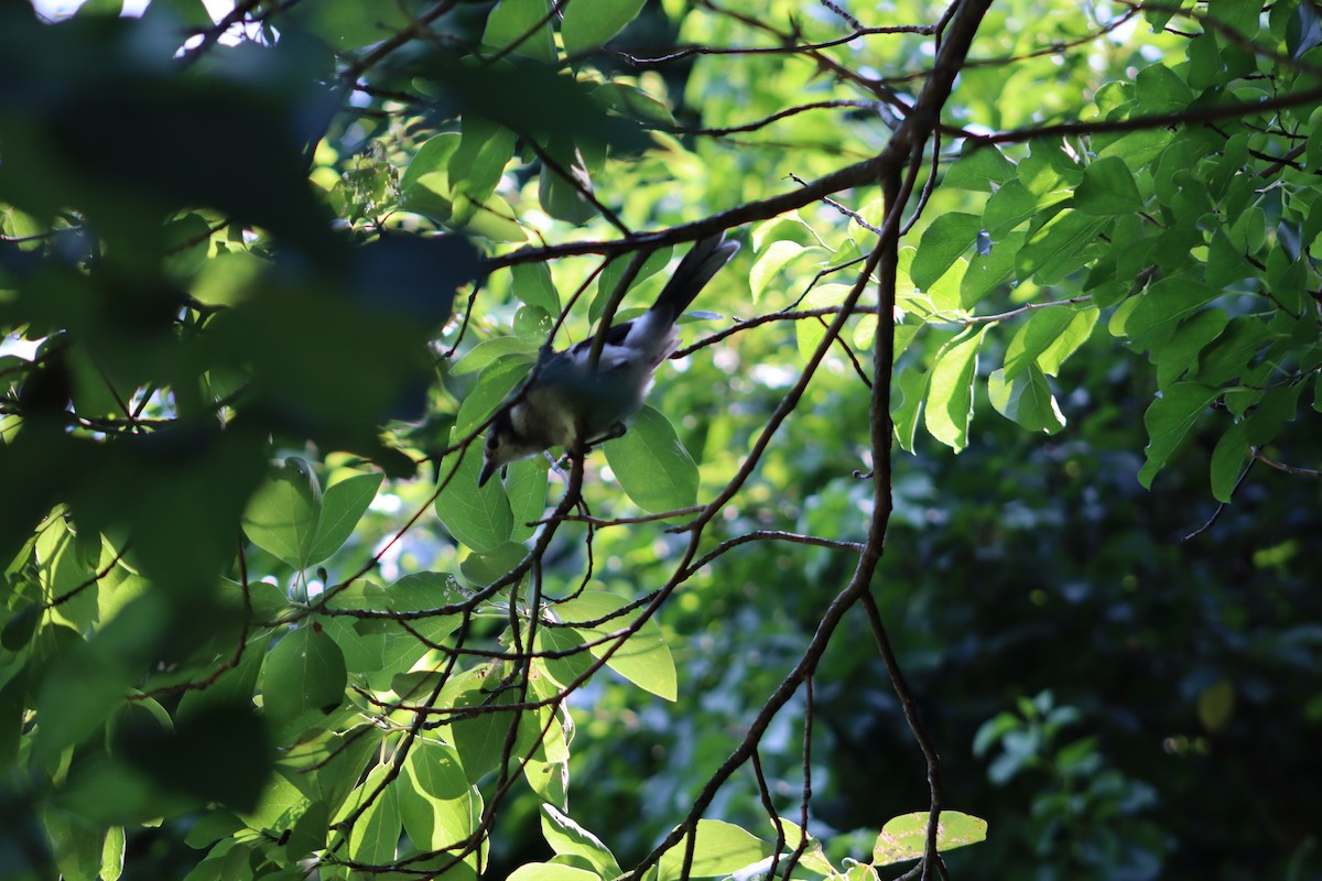 Blue Jay - ML647758439