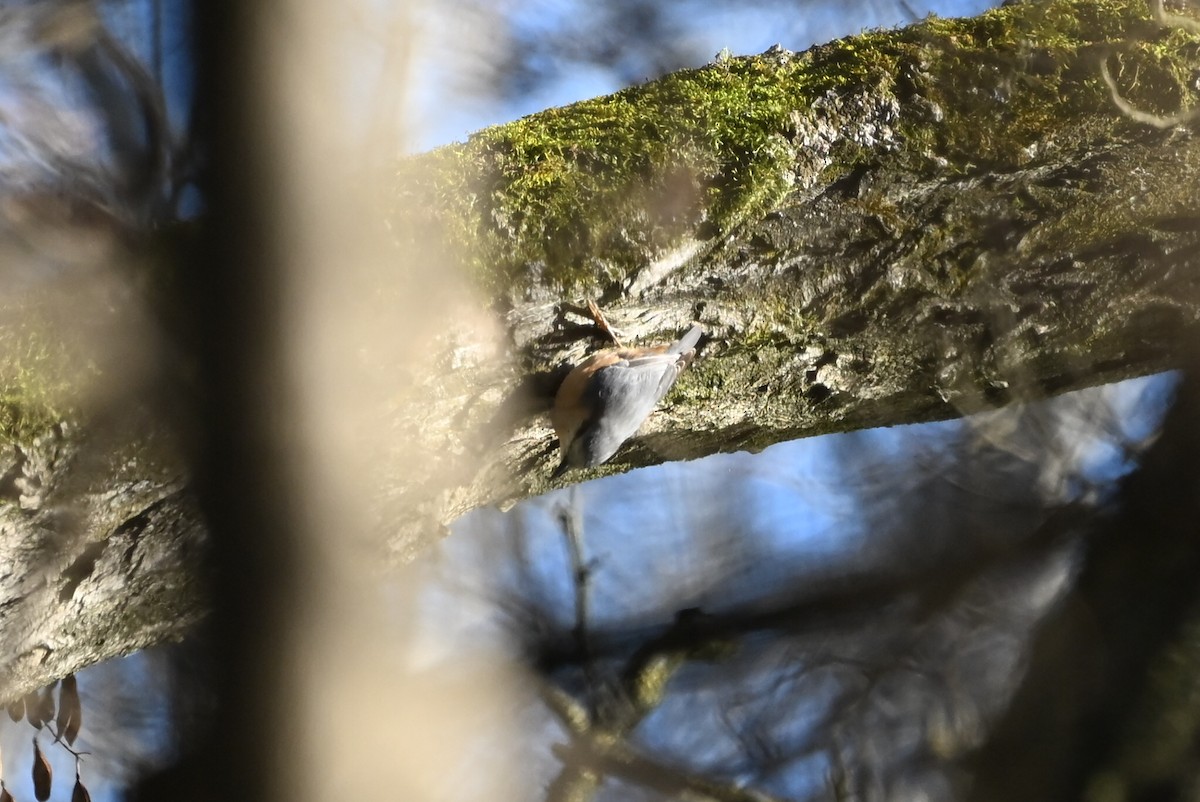 Garrapo eurasiarra - ML647758456