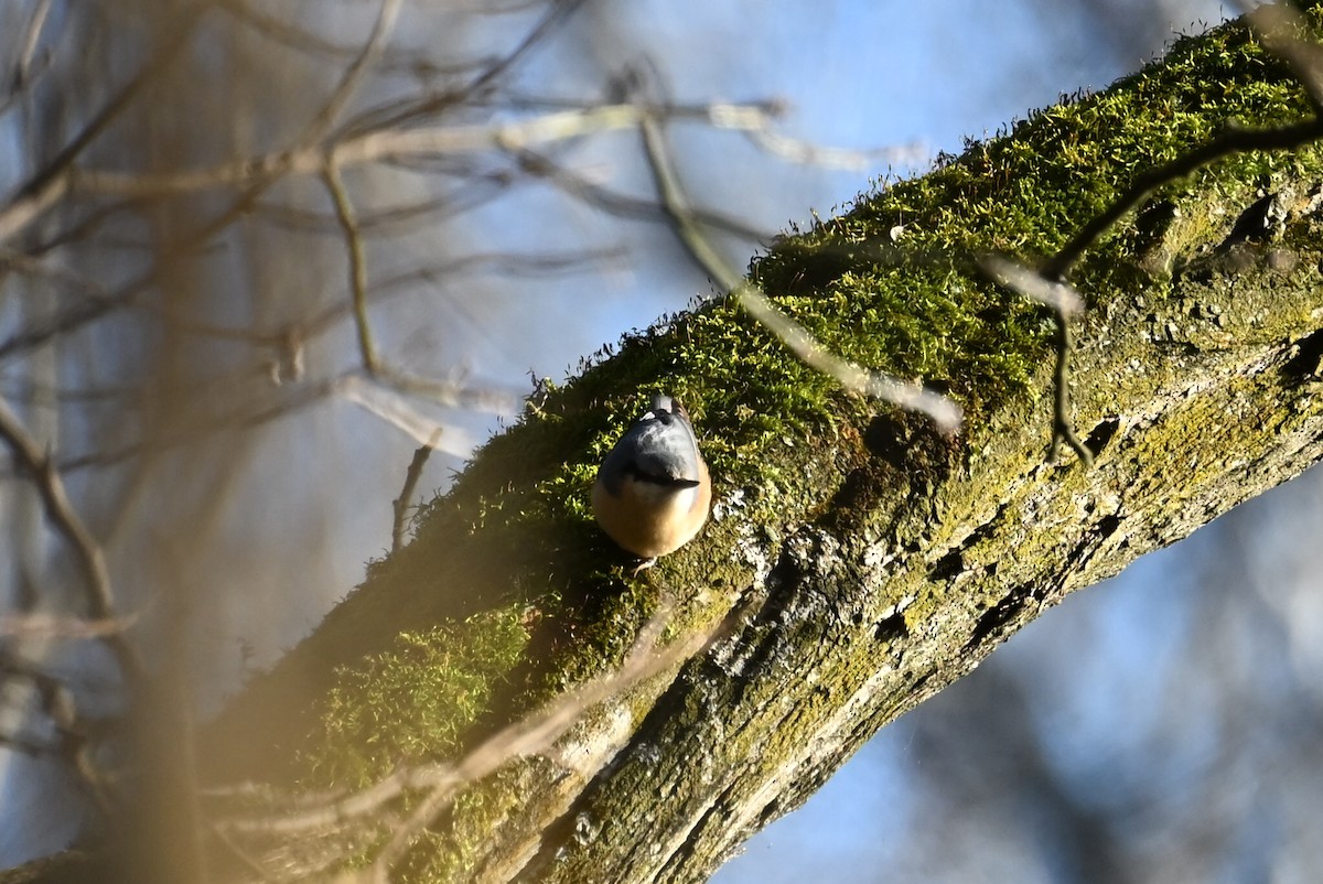 Garrapo eurasiarra - ML647758457