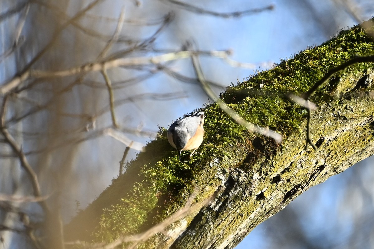 Garrapo eurasiarra - ML647758458