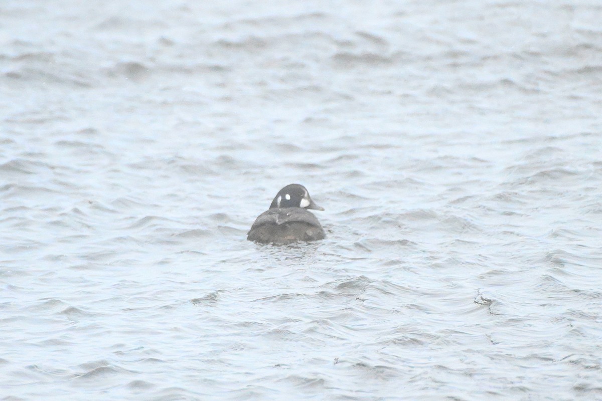 Ahate arlekina - ML647758473