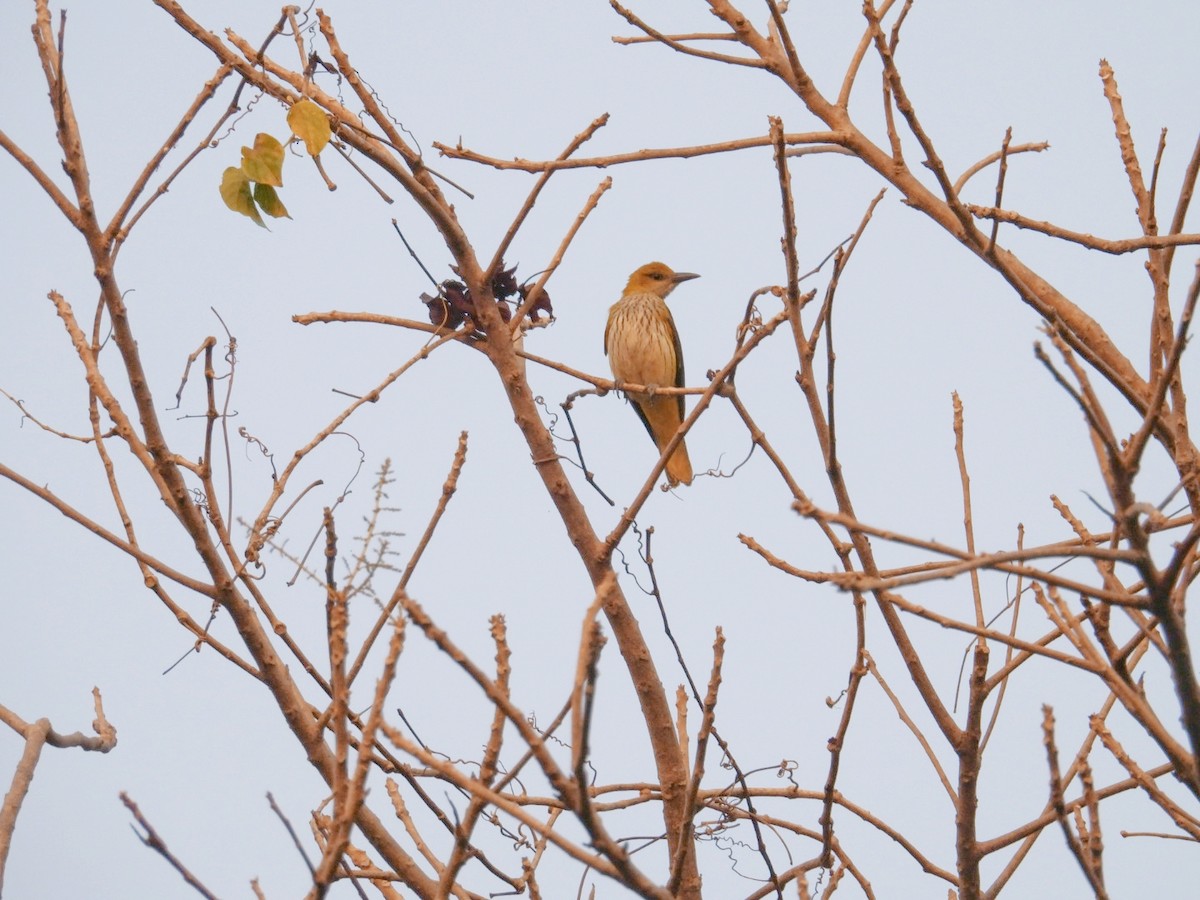 Loriot indien - ML647758494