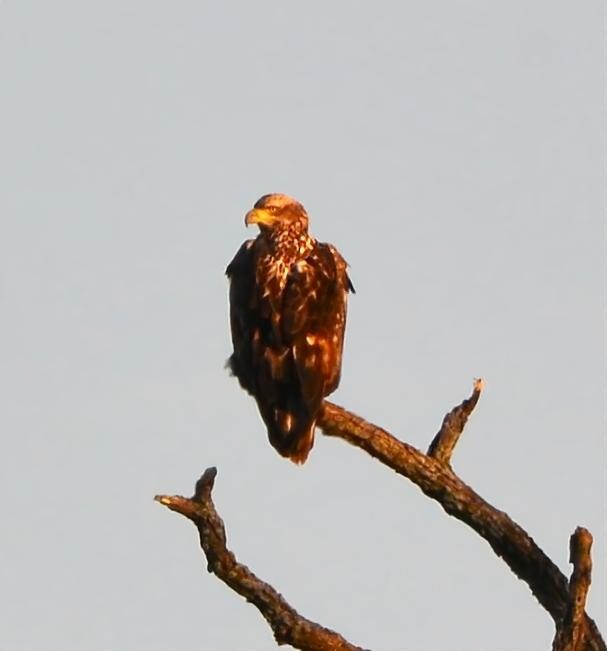 Bald Eagle - ML647758497