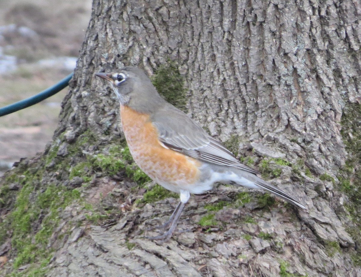 American Robin - ML647758498