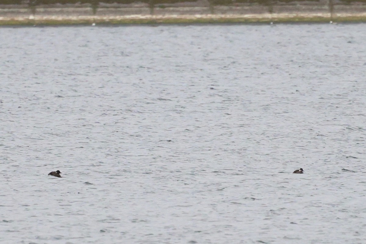 Common Scoter - ML647758504