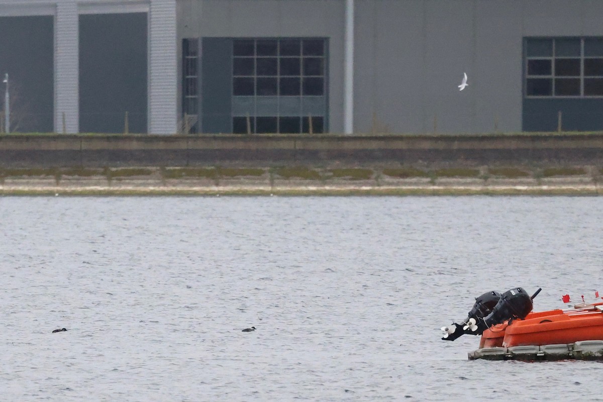 Common Scoter - ML647758505