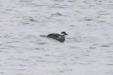 Common Scoter - ML647758506