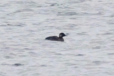 Common Scoter - ML647758507