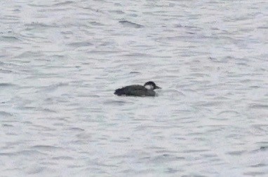 Common Scoter - ML647758508