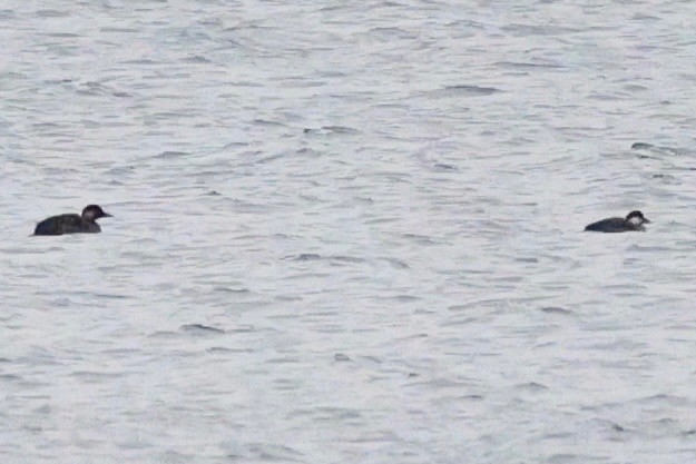 Common Scoter - ML647758509