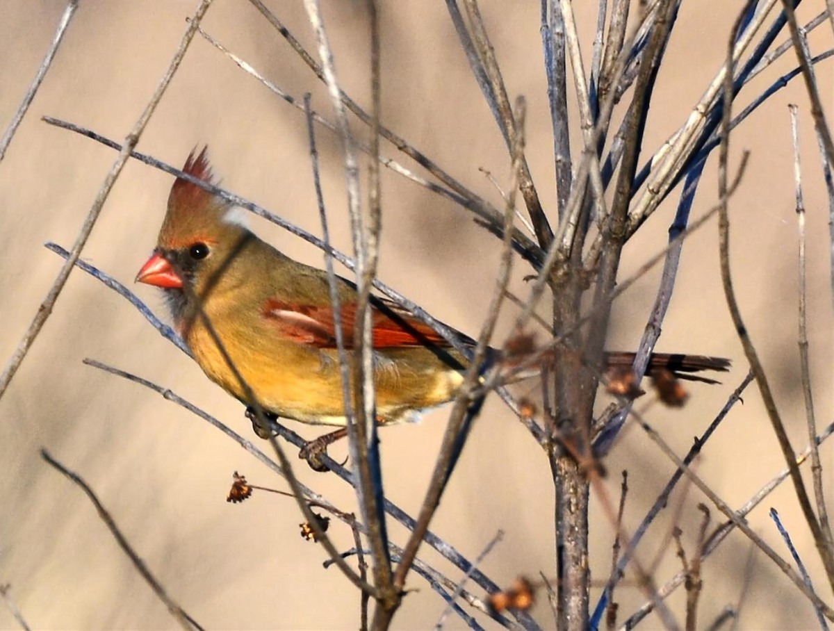 Northern Cardinal - ML647758550