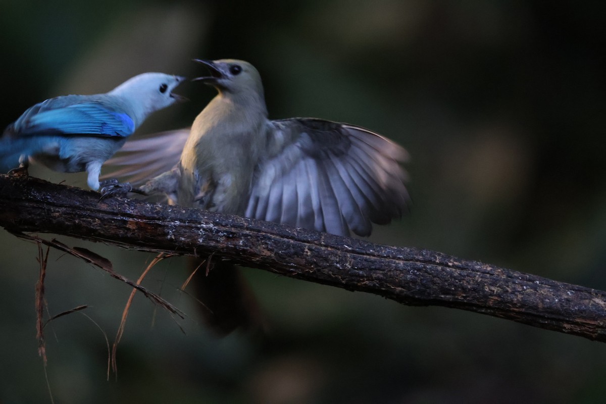 Palm Tanager - ML647758554