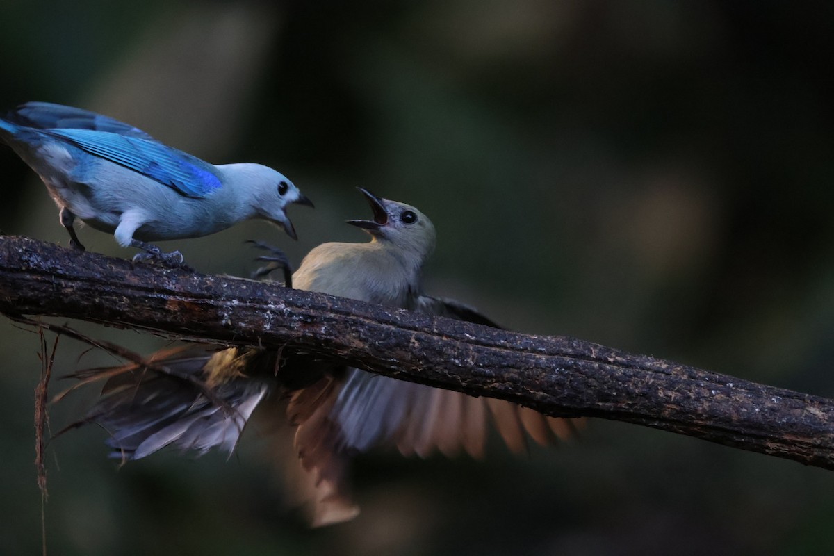 Palm Tanager - ML647758555