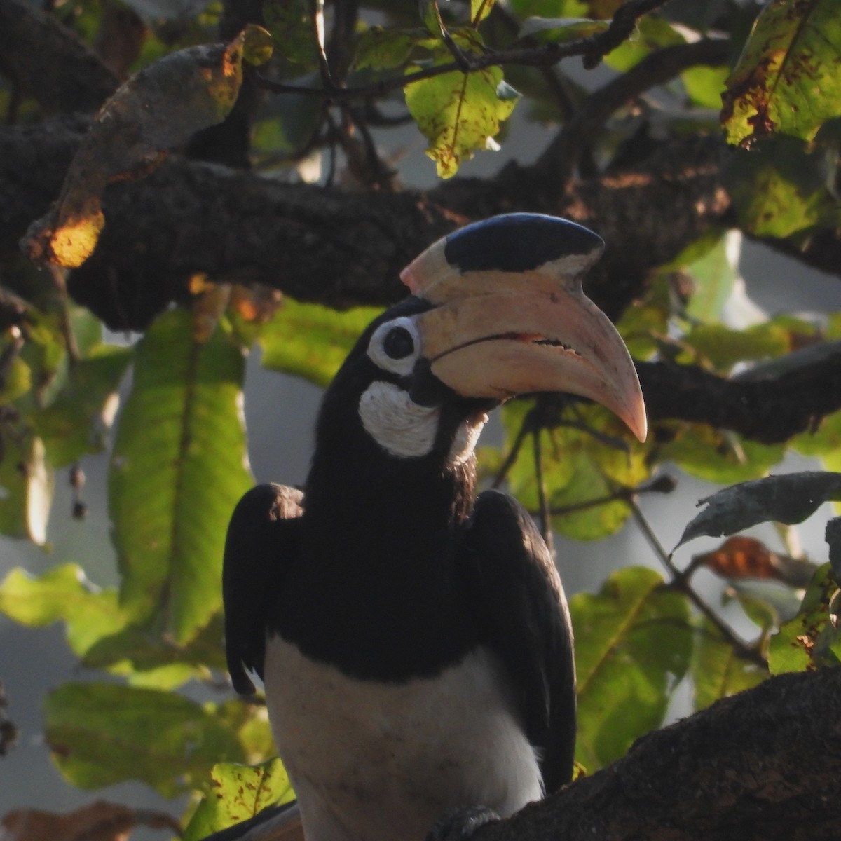 Malabar Pied-Hornbill - ML647758593