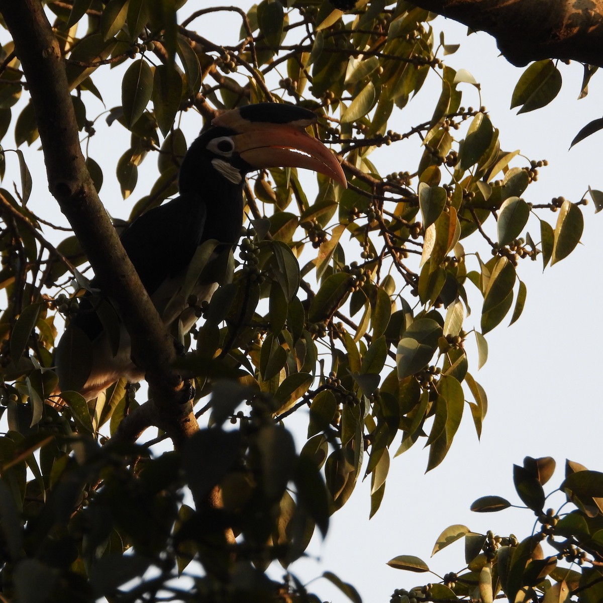 Malabar Pied-Hornbill - ML647758594