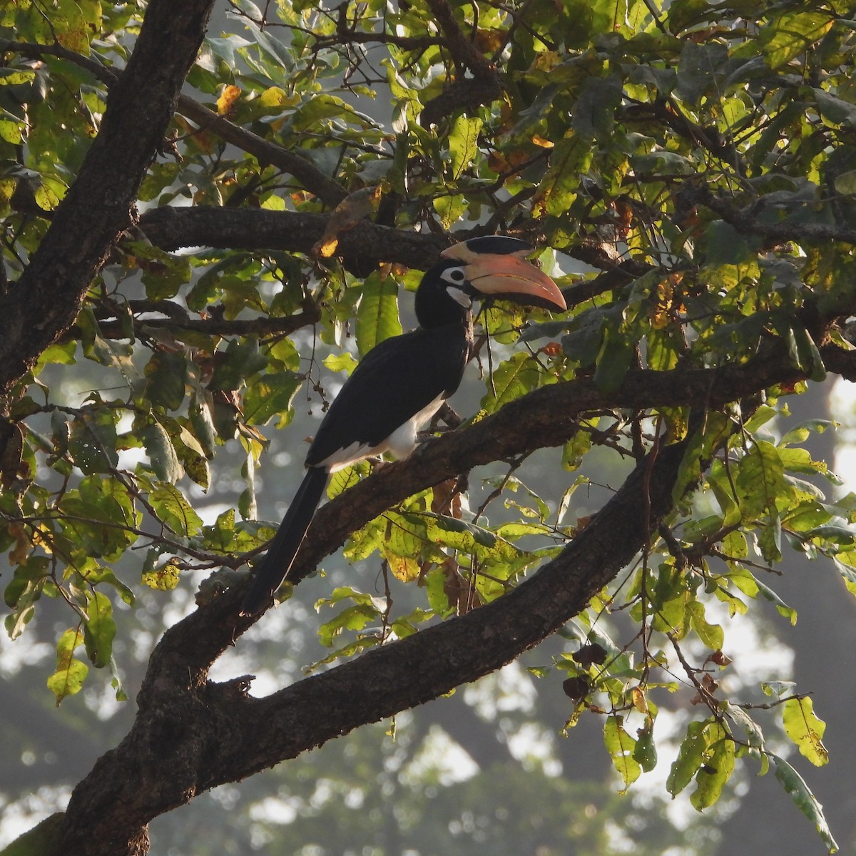 Malabar Pied-Hornbill - ML647758595