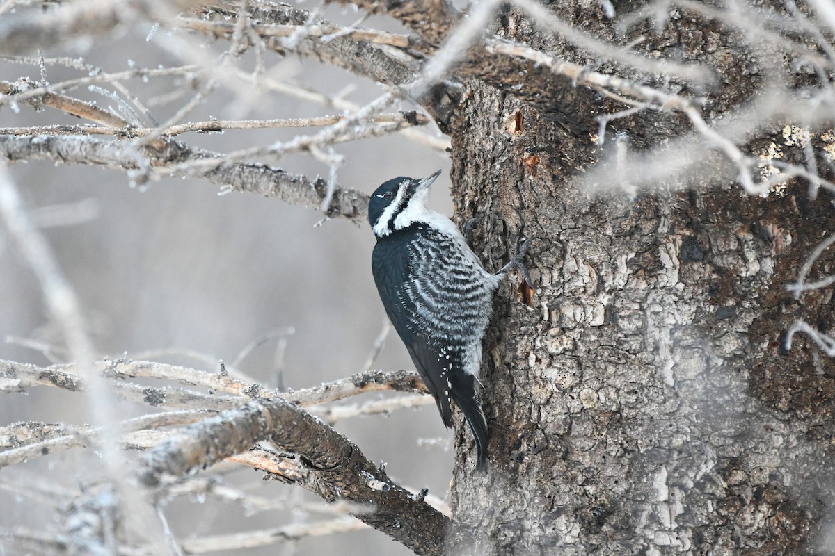 Black-backed Woodpecker - ML647758603