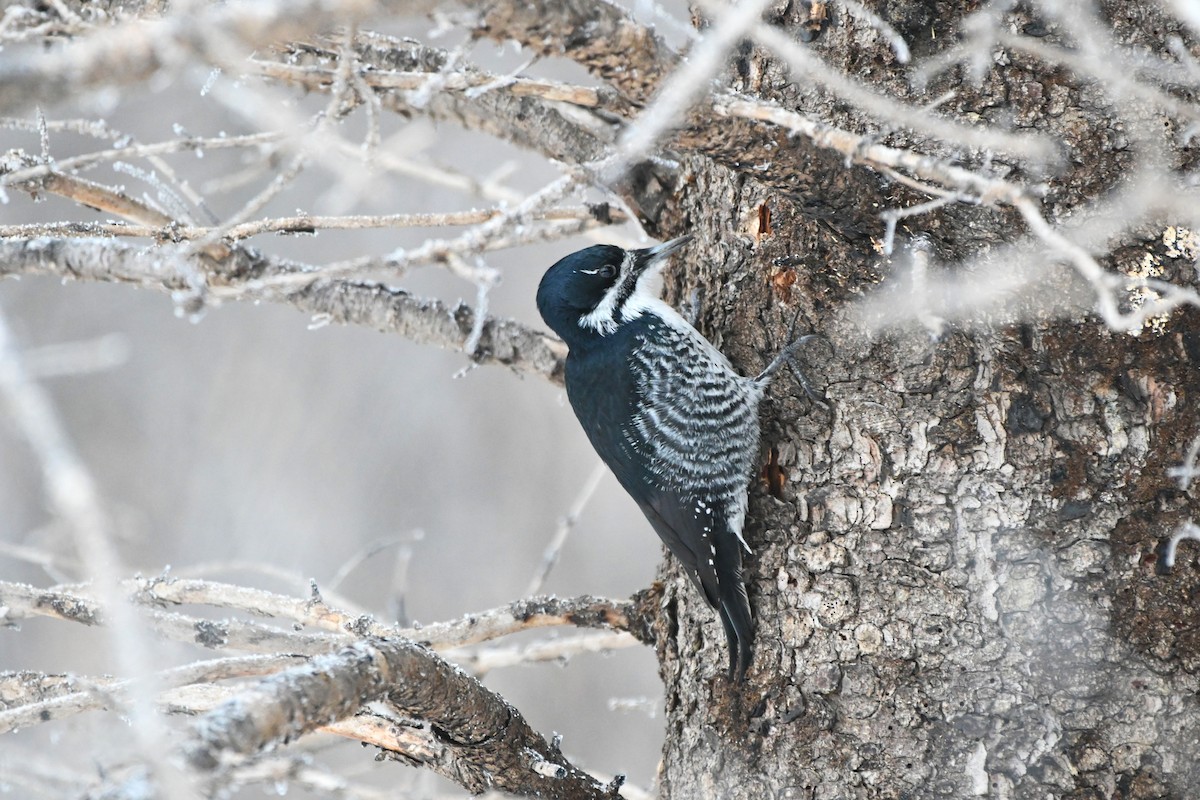 Black-backed Woodpecker - ML647758609