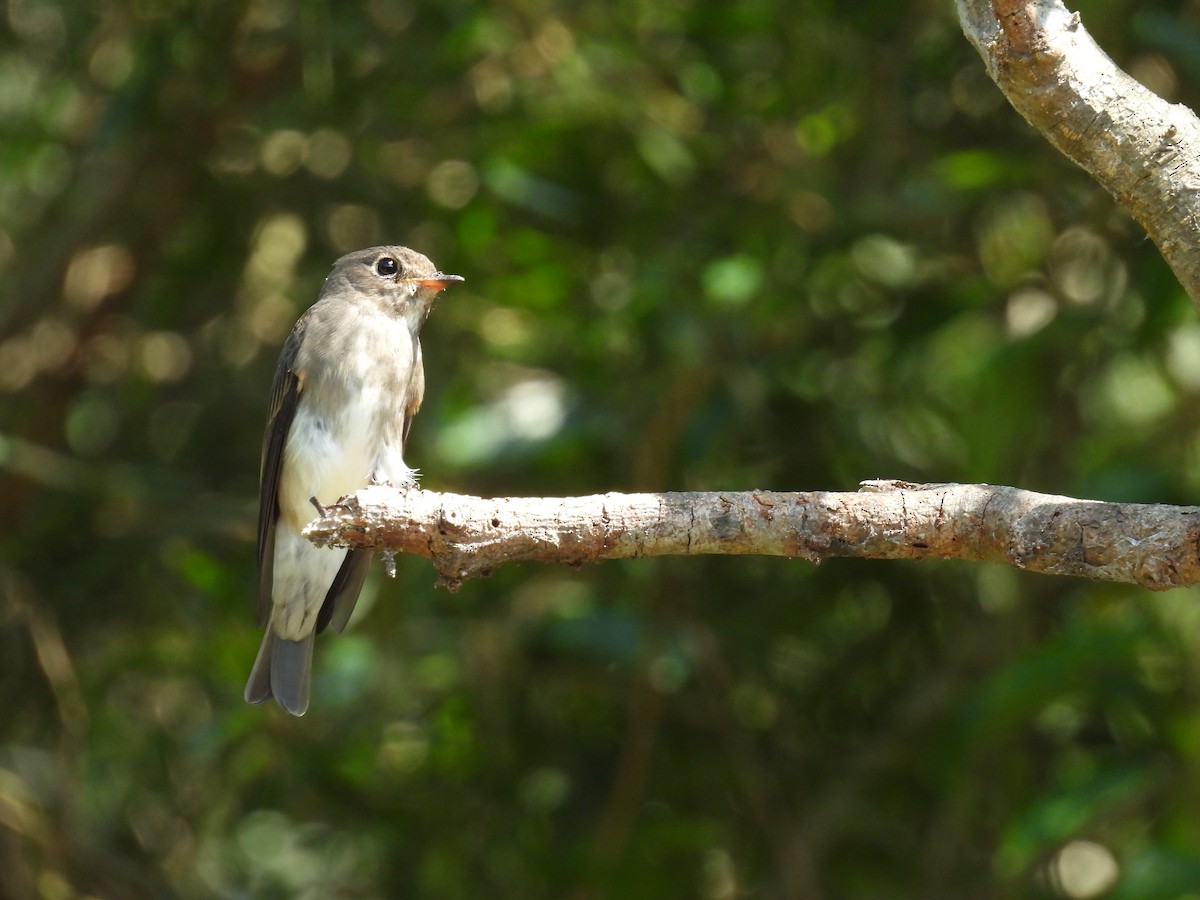 Sibirya Sinekkapanı - ML647758648