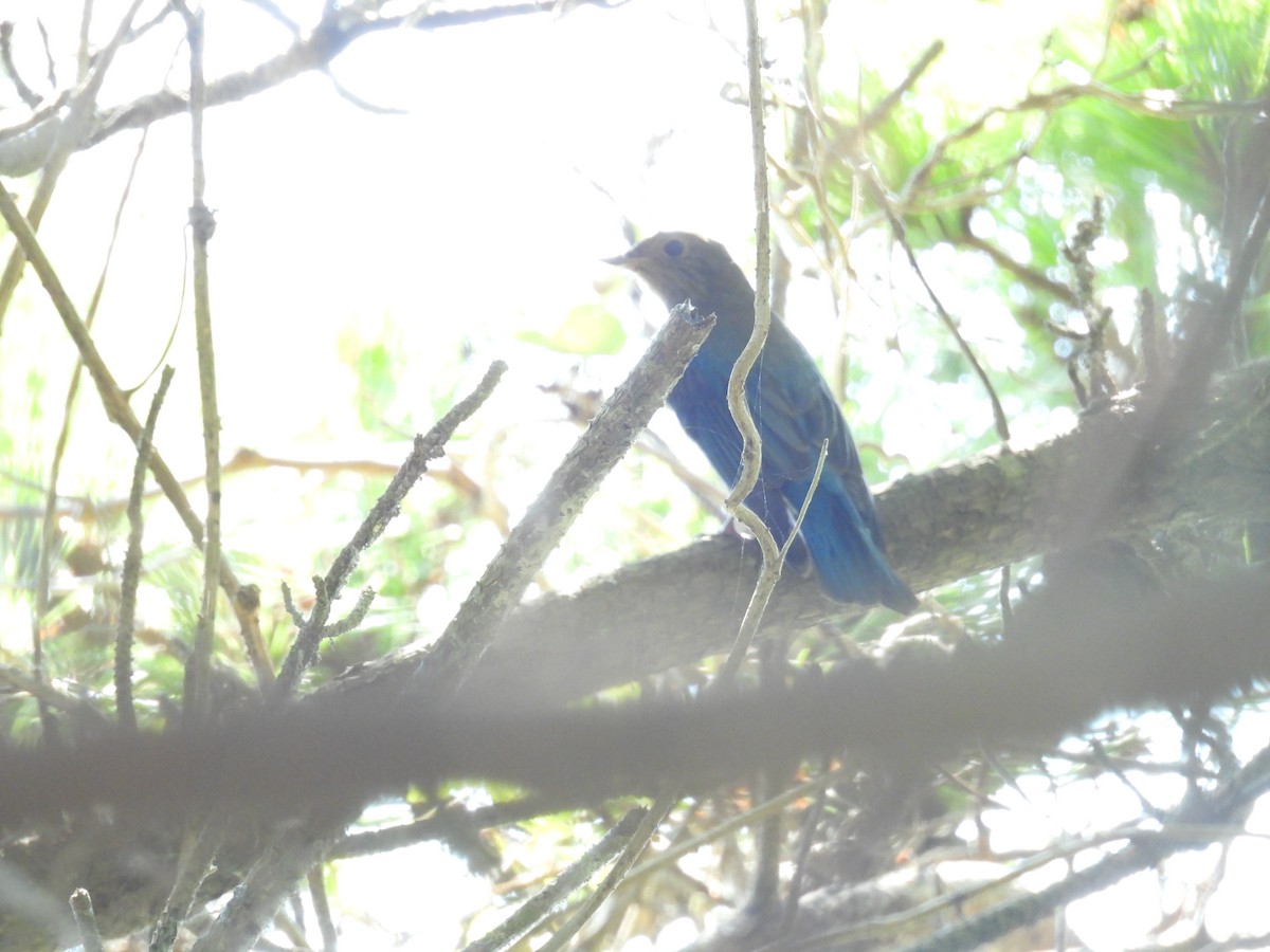 Alaca Mavi Sinekkapan - ML647758661