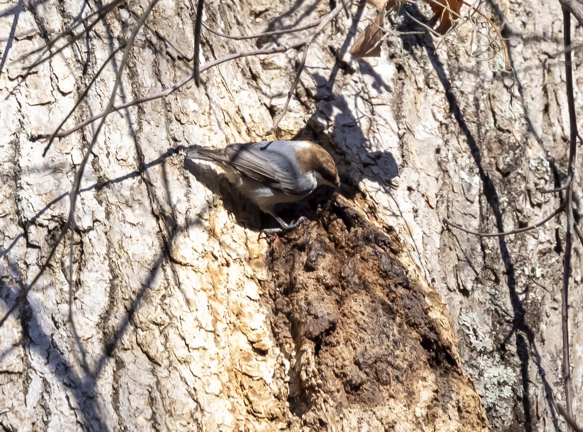 Sittelle à tête brune - ML647758664