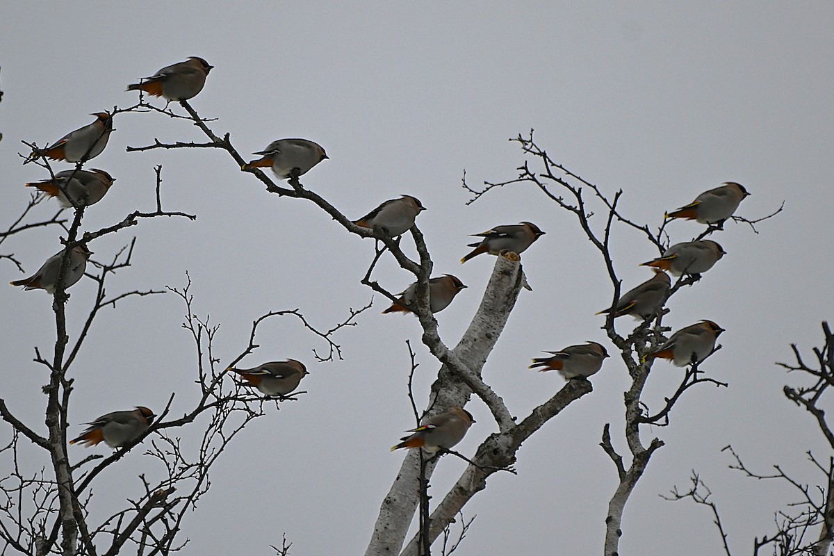 Bohemian Waxwing - ML647758668