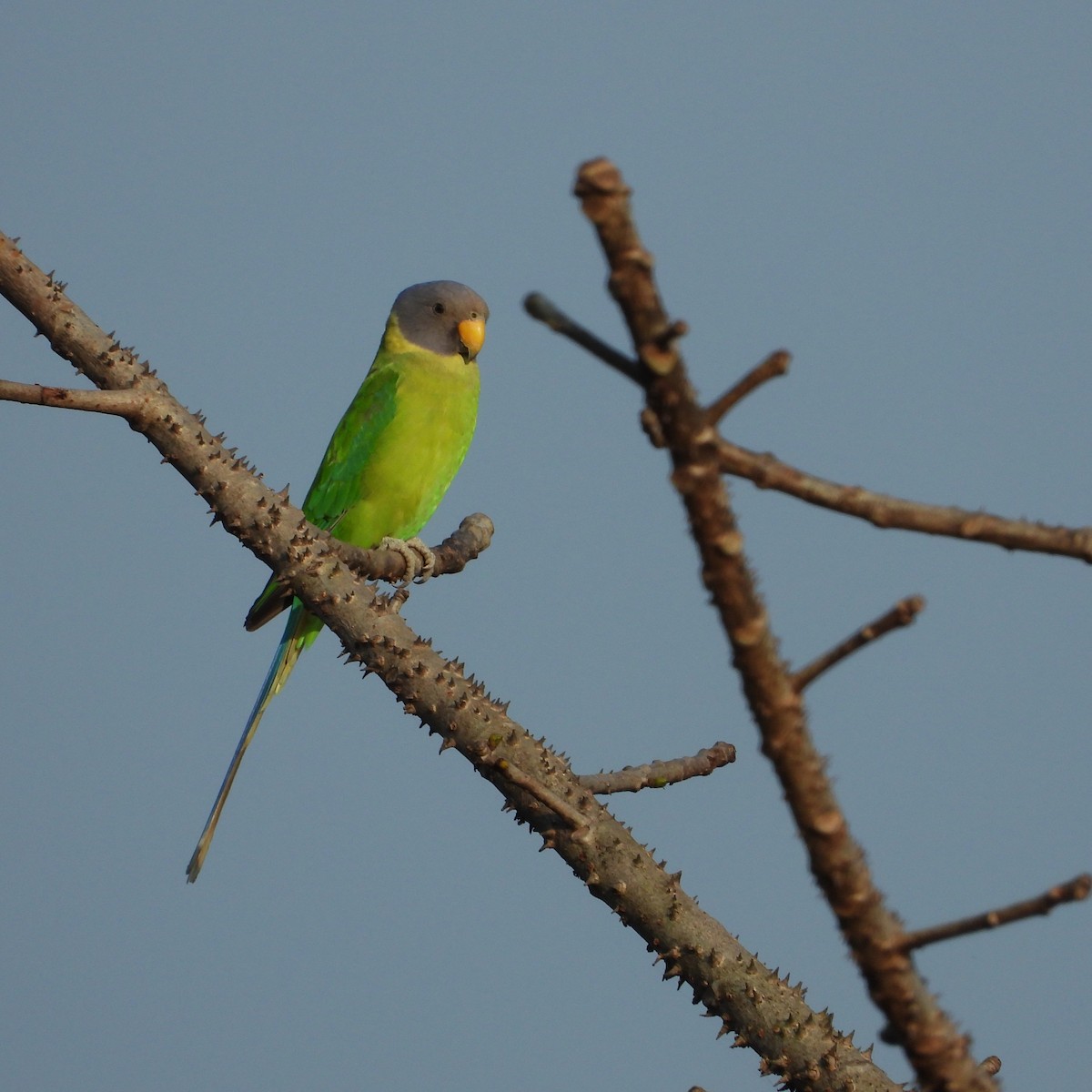 Erik Başlı Yeşil Papağan - ML647758674