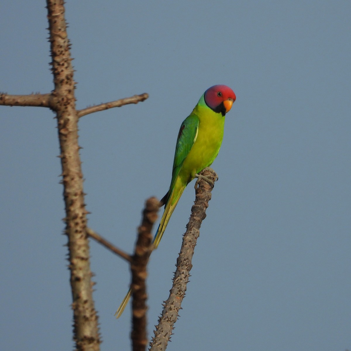 Erik Başlı Yeşil Papağan - ML647758675