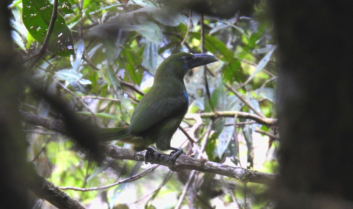Blue-banded Toucanet - ML647758687