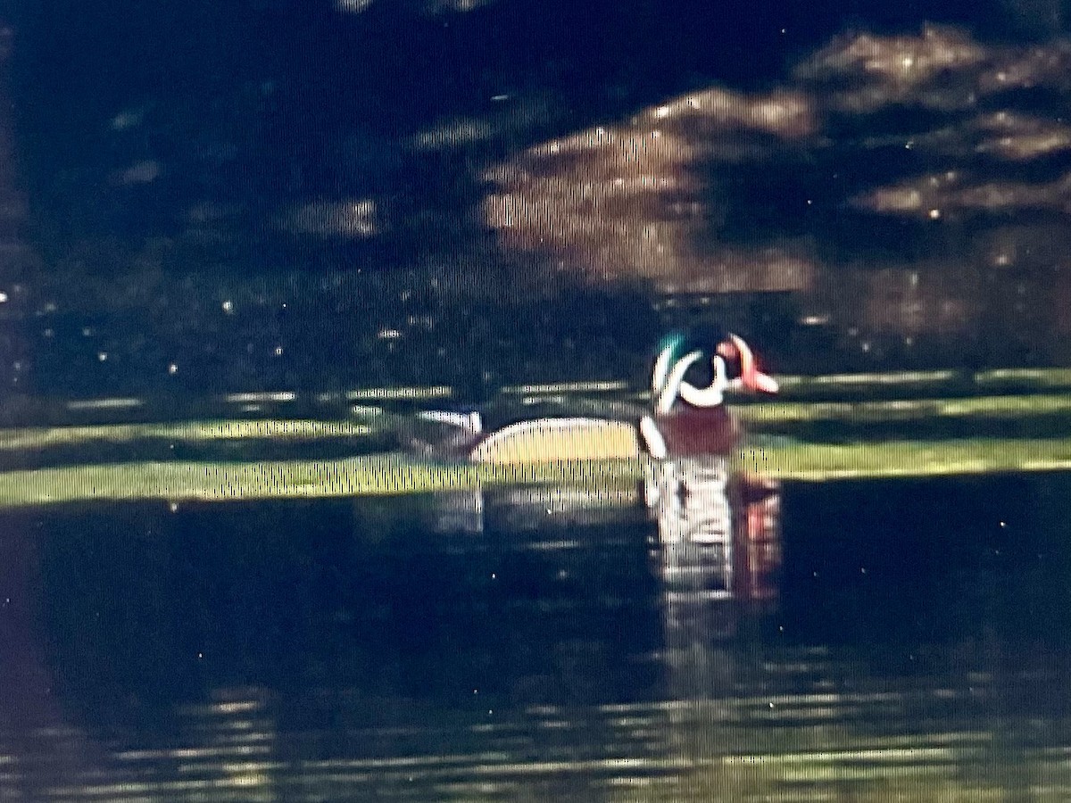 Ahate karolinarra - ML647758729