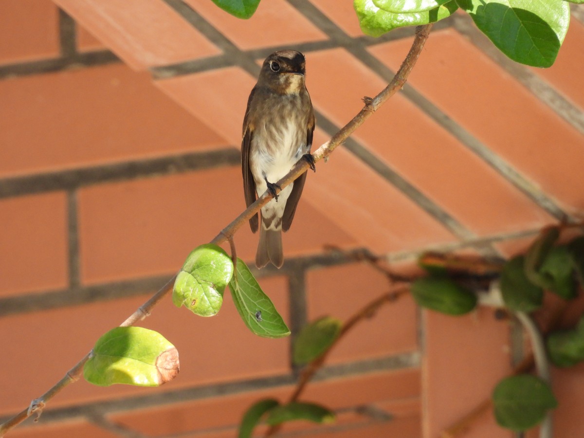 Sibirya Sinekkapanı - ML647758746