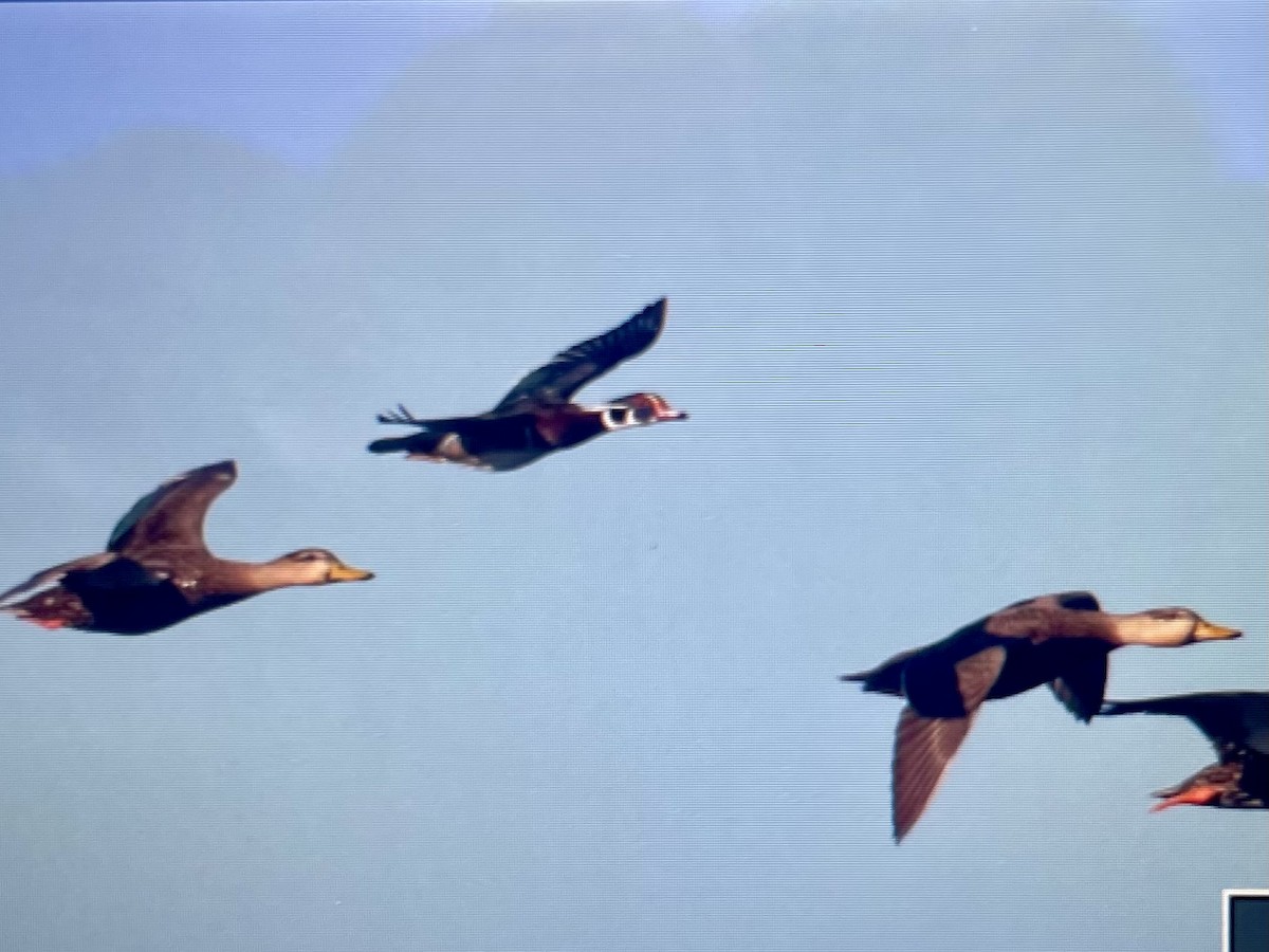 Ahate karolinarra - ML647758747