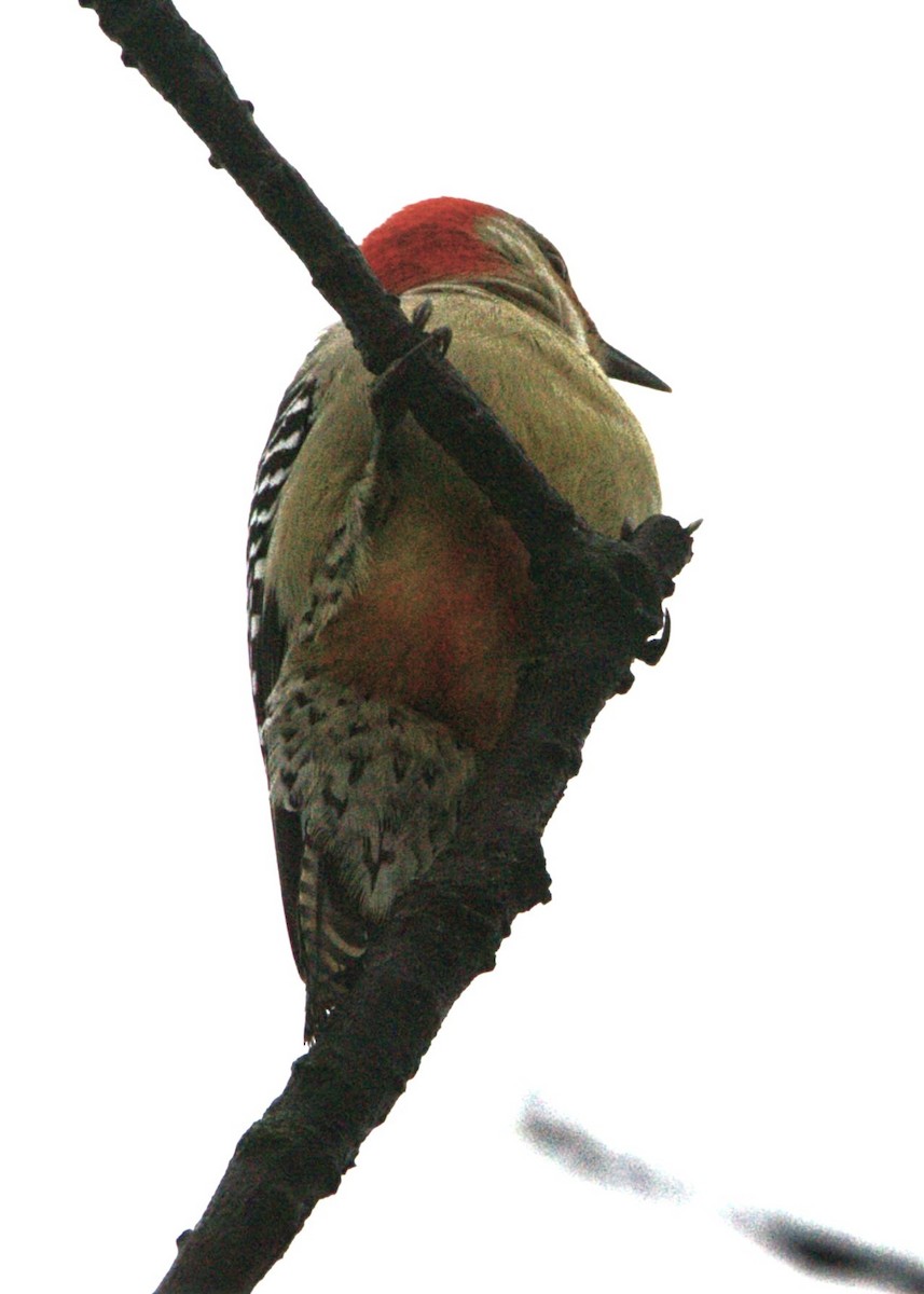 Red-bellied Woodpecker - ML647758750