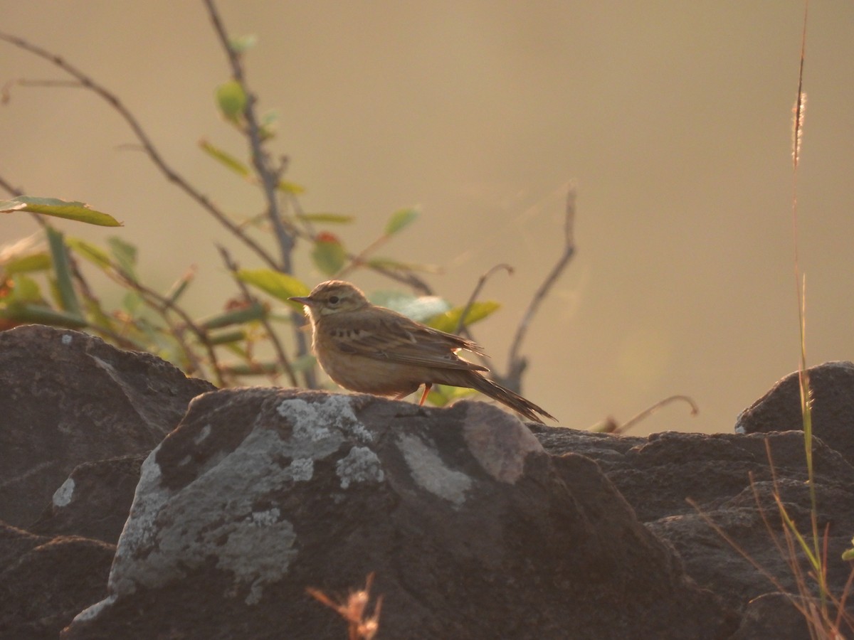 Tawny Pipit - ML647758751