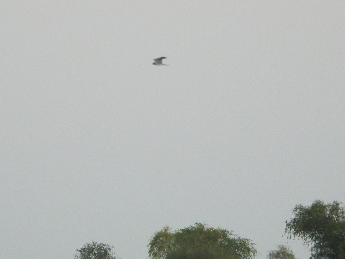 Aguilucho Papialbo - ML647758752