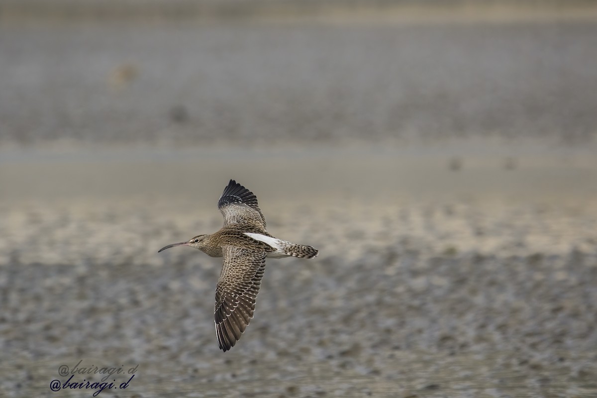 Eurasian Whimbrel - ML647758758