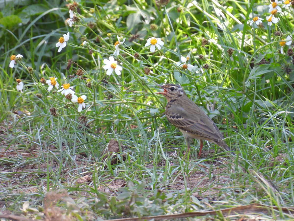 Yeşil Sırtlı İncirkuşu - ML647758760