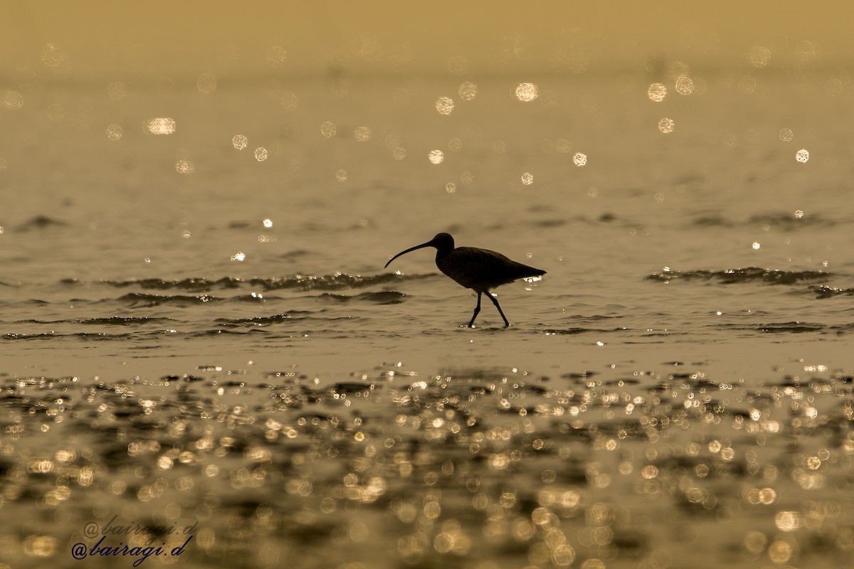 Eurasian Curlew - ML647758769
