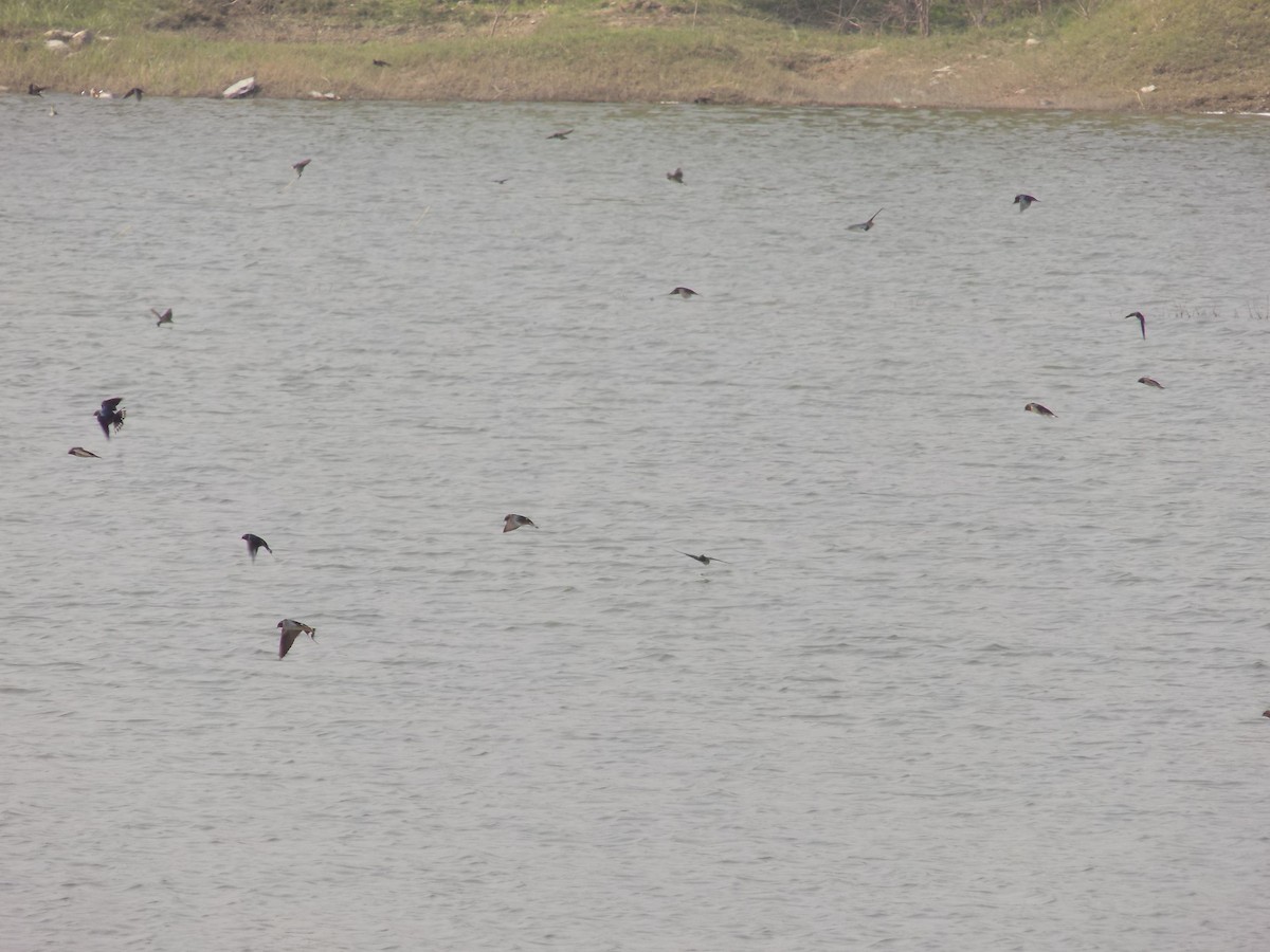 Barn Swallow - ML647758773