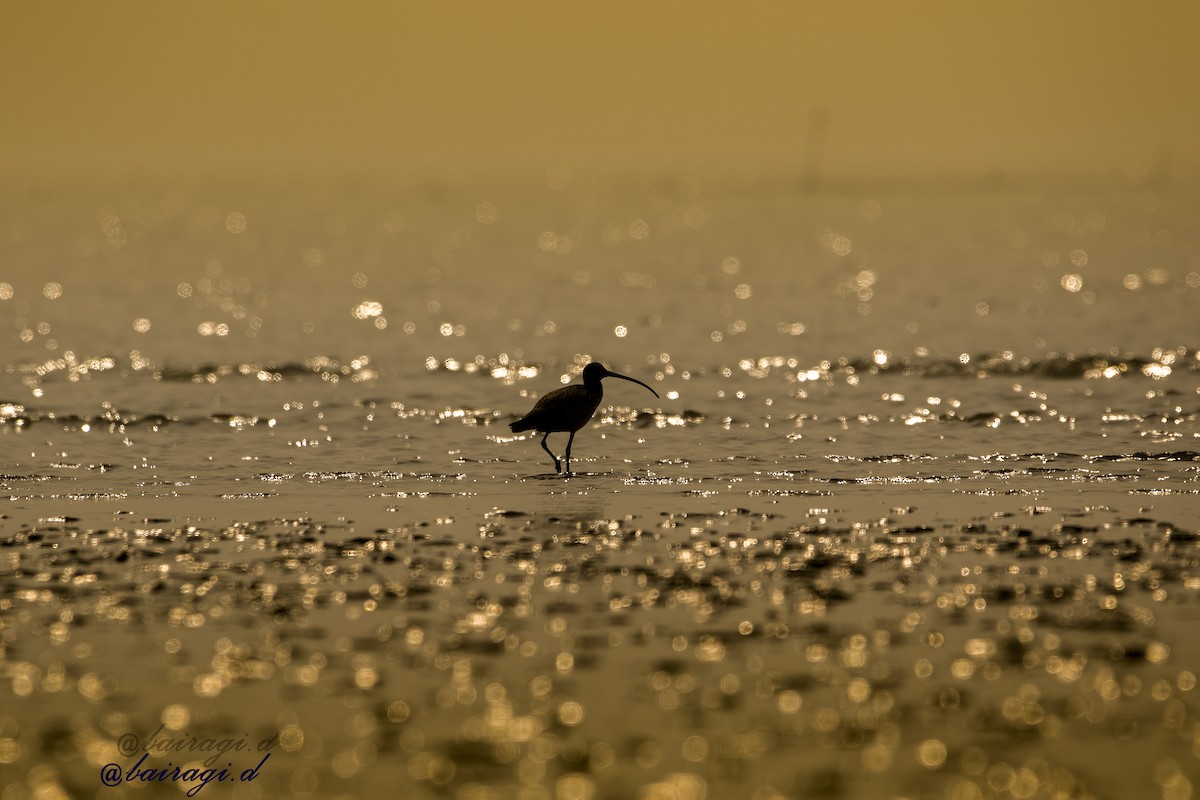 Eurasian Curlew - ML647758775
