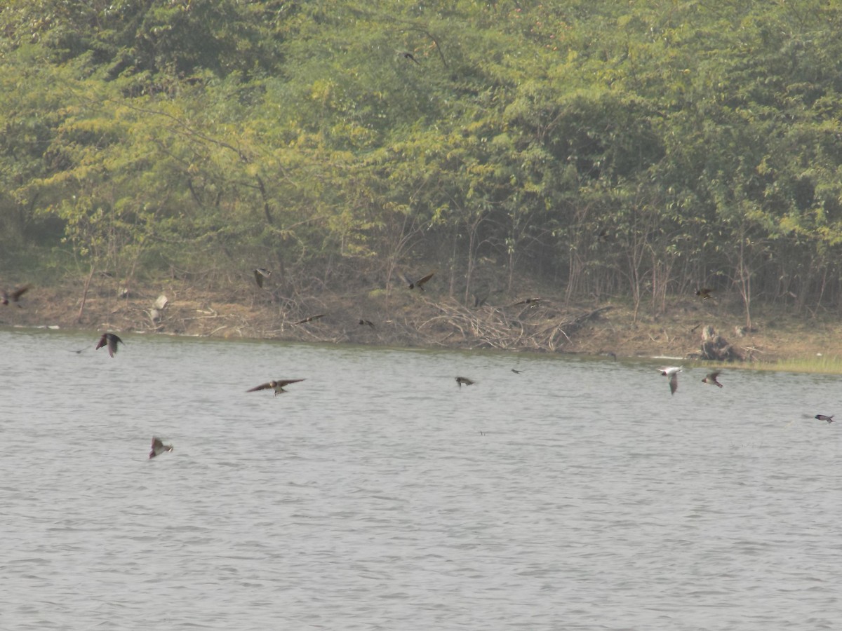 Barn Swallow - ML647758776
