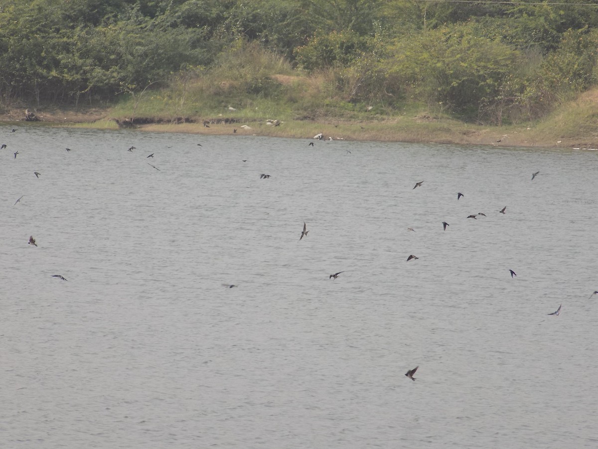 Barn Swallow - ML647758781