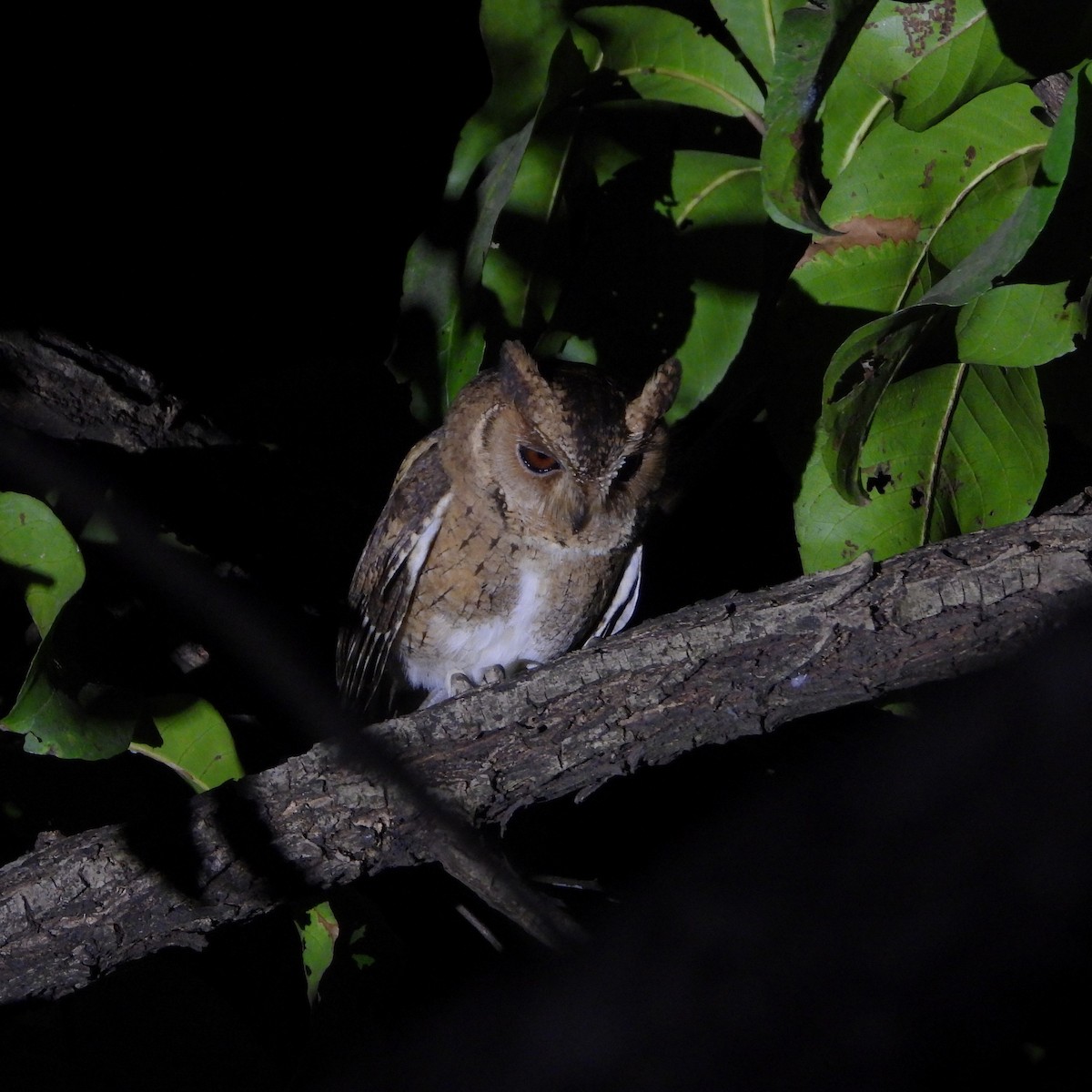 Indian Scops-Owl - ML647758782