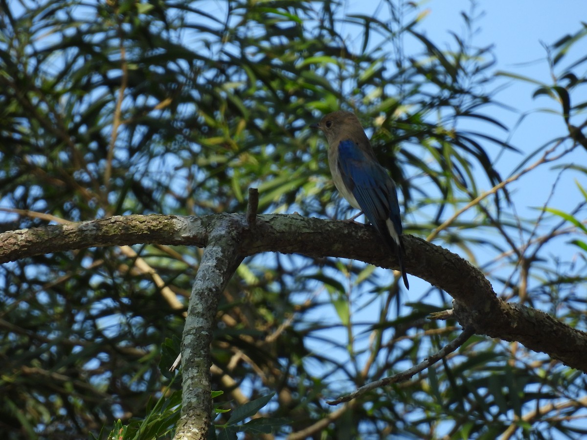 Alaca Mavi Sinekkapan - ML647758783