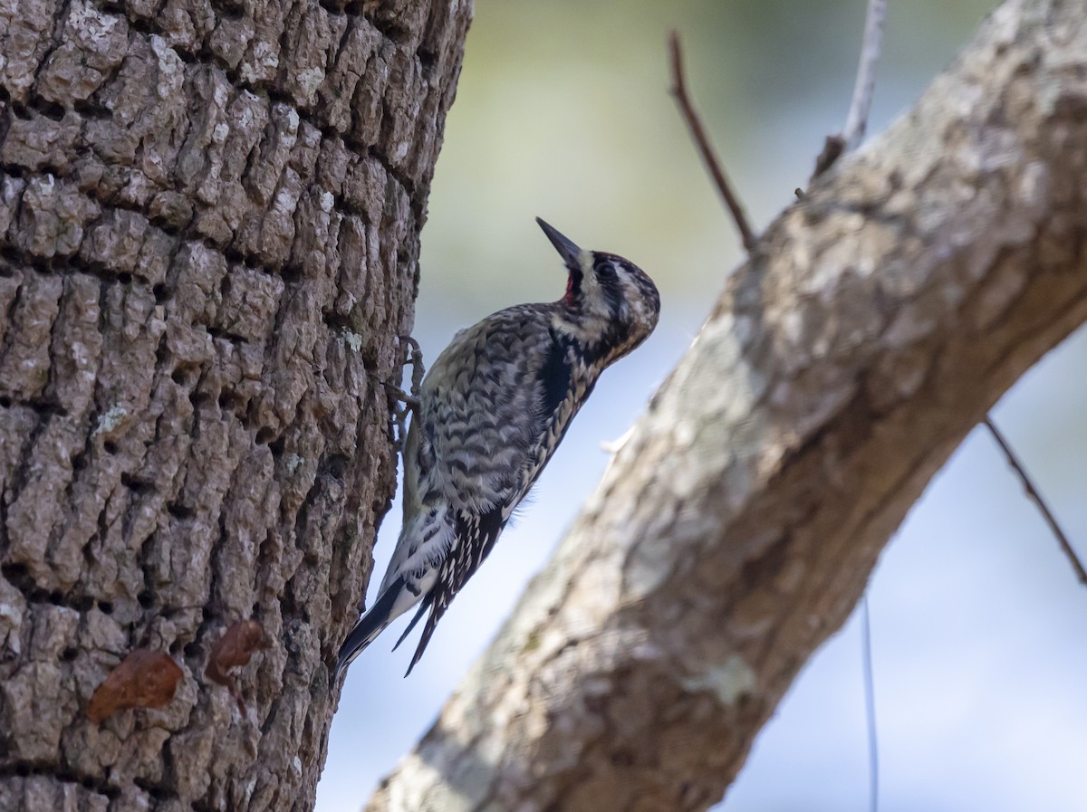 Yellow-bellied Sapsucker - ML647758784