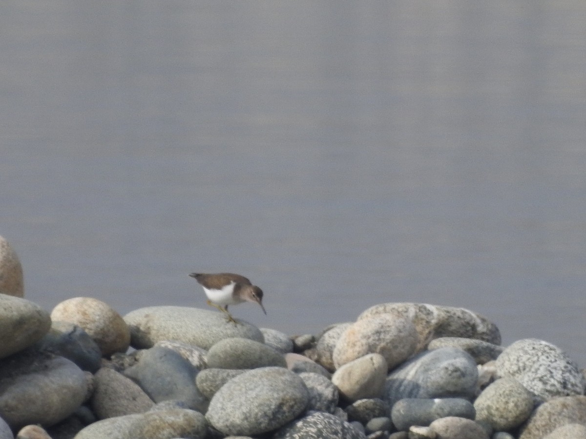 Common Sandpiper - ML647758786