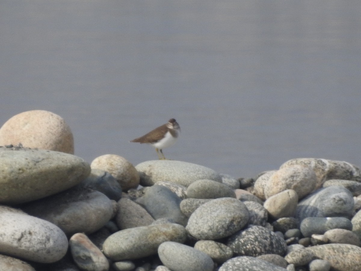 Common Sandpiper - ML647758787