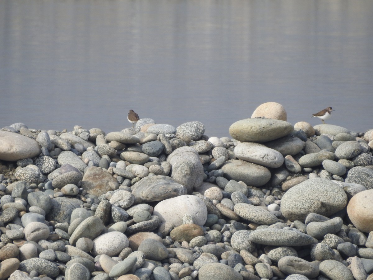 Common Sandpiper - ML647758788